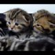 Cutest Cat Moments. Fluffy cutest kittens ever - angels