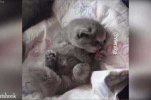 Cutest Kitten Ever Cleaning Itself