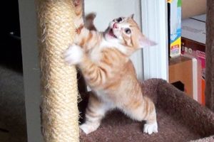 Cutest Kitten FAILS!