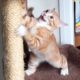 Cutest Kitten FAILS!