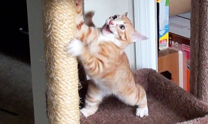 Cutest Kitten FAILS!