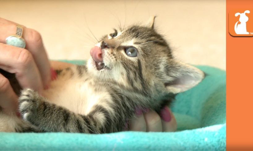 Cutest Kitten Gets Belly Rub And Melts Your Heart - Kitten Love