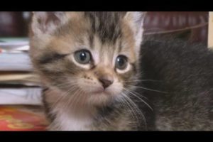 Cutest Kitten IN THE WORLD!!