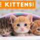 Cutest Kitten Video Compilation of 2017 | Funny Pet Videos