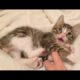 Cutest Kitten: "What should I do with Mommy's hand?"