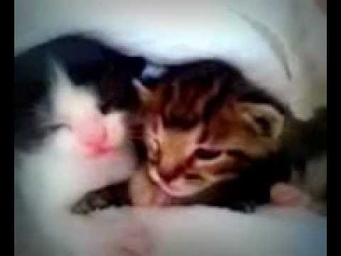 Cutest Kittens Keeps Sneezing