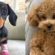 Cutest Puppies And Dog Video