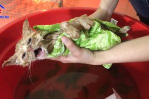 Cutest kitten after rescue - Amazing transformation You've ever seen!