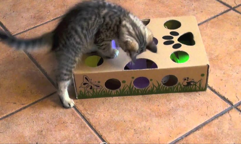 Cutest kitten ever playing with CatAmazing - best cat toy ever!