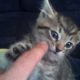 Cutest kitten playing with my hand