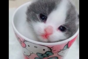 ?Cutest kitten?Cute animals ❤️ - Cutest Kitten Compilation - Cute MY #06