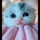 ?Cutest kitten?try not to laugh animals❤️ - Cutest Kitten Compilation - Cute MY #07