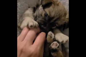 Cutest puppies videos