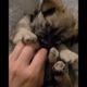 Cutest puppies videos