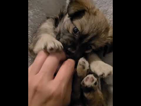 Cutest puppies videos