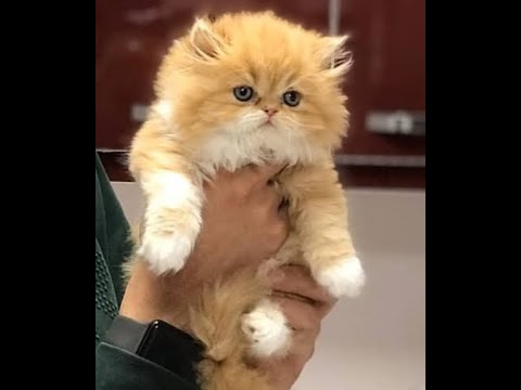 Day 1 (May 5, 2020) - Is this the Cutest Kitten you've ever seen?
