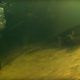 Diver Has Lucky Escape From Crocodile | Super Giant Animals | BBC Earth