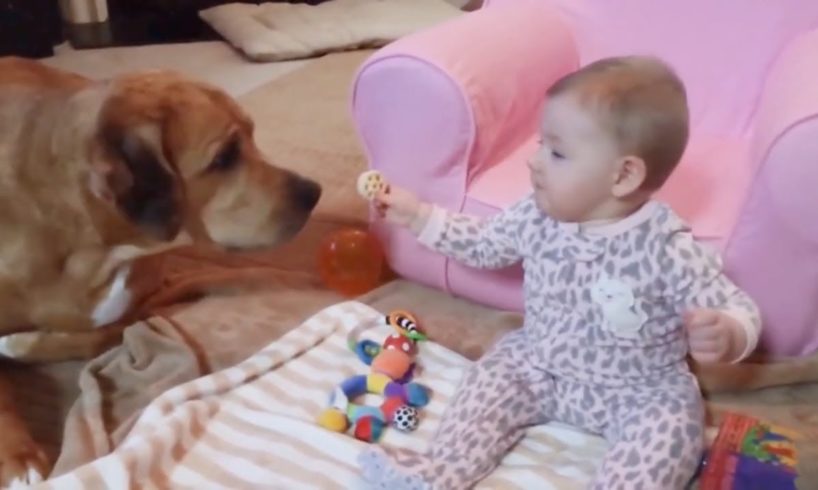 Dogs and Babies Playing Together | Funny Animals Video - Try Not To Laugh