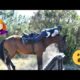 EQUESTRIAN FAILS FOR YOU TO WATCH!