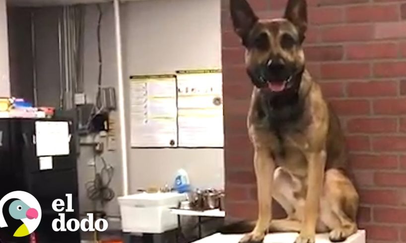 Este cachorro reprueba sus clases de perro de servicio ? | El Dodo