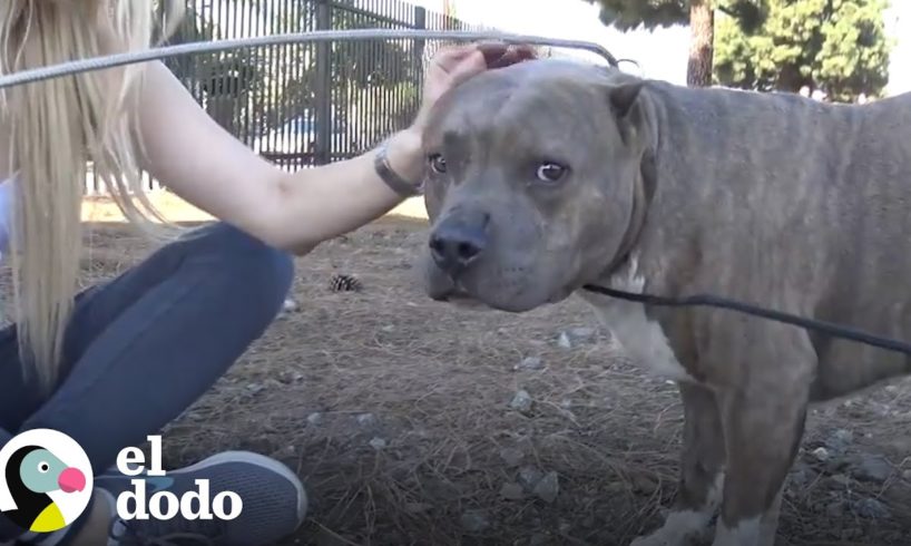 Este perro fue rescatado dea las vías de un tren | El Dodo