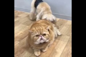 Exotic Shorthair Cat Playing With Other Animals.