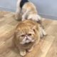 Exotic Shorthair Cat Playing With Other Animals.