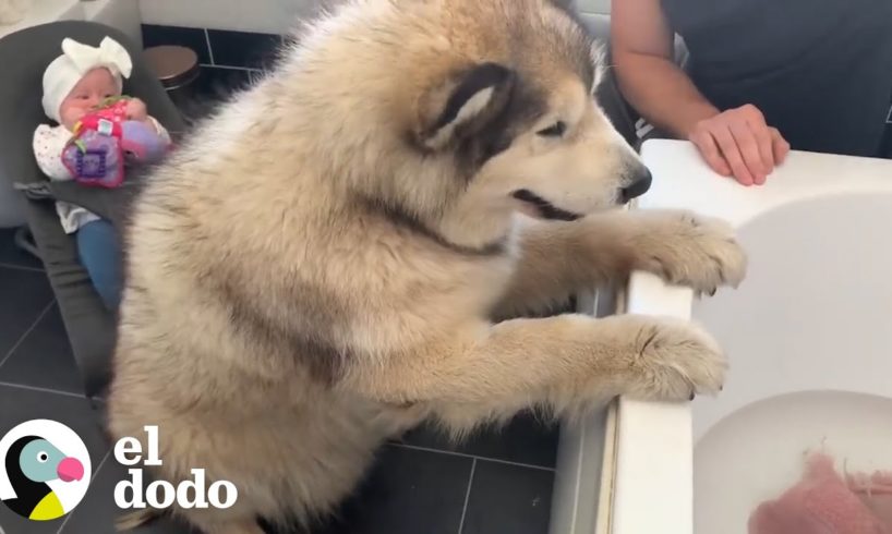 Familia intenta convencer a su perro gigante que es hora de bañarse I El Dodo