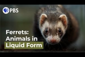 Ferrets: Animals in Liquid Form