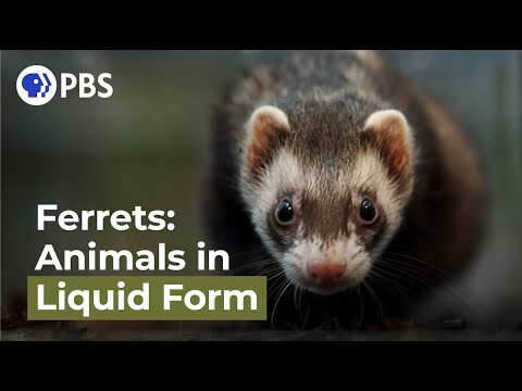 Ferrets: Animals in Liquid Form