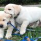 Funniest & Cutest Labrador Puppies #2 - Funny Puppy Videos 2020