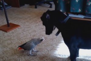 Funny Dogs and Funny Parrots Playing | Funny Animals Video | Funny Pets Unlimited