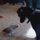 Funny Dogs and Funny Parrots Playing | Funny Animals Video | Funny Pets Unlimited