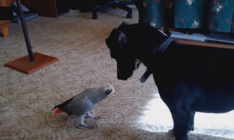 Funny Dogs and Funny Parrots Playing | Funny Animals Video | Funny Pets Unlimited