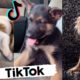 Funny Dogs of TikTok ~ Try Not To Laugh ~ Cutest Puppies TIK TOK