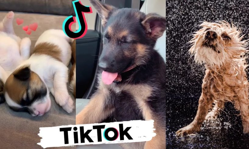 Funny Dogs of TikTok ~ Try Not To Laugh ~ Cutest Puppies TIK TOK