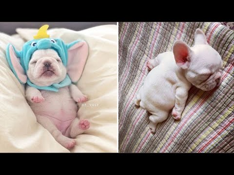 Funny and Cute French Bulldog Puppies Compilation #5 - Cutest French Bulldog