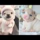 Funny and Cute French Bulldog Puppies Compilation #6 - Cutest French Bulldog