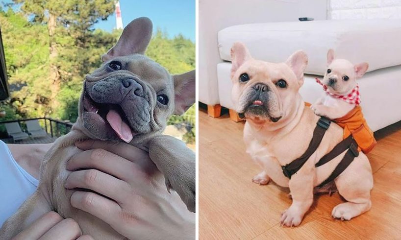 Funny and Cute French Bulldog Puppies Compilation #7 - Cutest French Bulldog