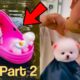 Funny puppies | Cute puppy videos compilation | teacup pomeranian puppies part-2