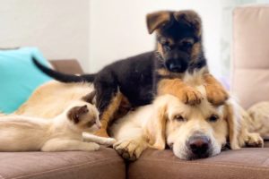 German Shepherd Puppy and Kitten annoy the Golden Retriever with their Play!