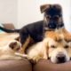 German Shepherd Puppy and Kitten annoy the Golden Retriever with their Play!