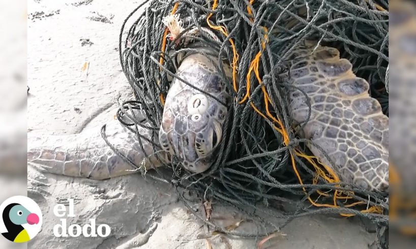 Héroes liberan a una tortuga marina de redes de pesca | El Dodo