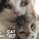 Hissing Kitten Grows Up To Be A Foster Dad  | The Dodo Cat Crazy