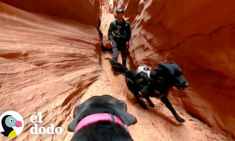 Hombre lleva a sus perros tras las mejores aventuras | El Dodo