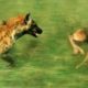 Hyena VS Newborn Wildebeest | BBC Earth