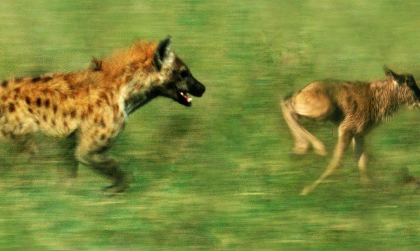 Hyena VS Newborn Wildebeest | BBC Earth