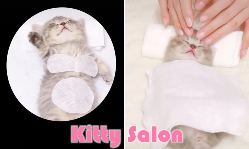 ?Kitty Salon - Super cute kitten babay cat having SPA treatment full service