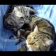 Lullaby . Cutest Kittens grow during sleep (part 1) Sleeping dancing kitty.