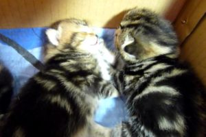 Lullaby . Cutest Kittens grow during sleep (part 2)